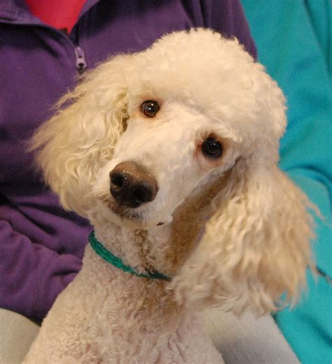 Rescue poodles - Poodle Dogs adopted on Rescue Me! Donate. Adopt Poodle Dogs in New York. Filter. 24-03-19-00035 D139 Phoebe (f) (female) Schnauzer mix. Westchester County, Bedford Hills, NY ID: 24-03-19-00035. Hey there, I'm Phoebe, and I'm on a mission to find my forever family or a cozy foster home to crash in until then.